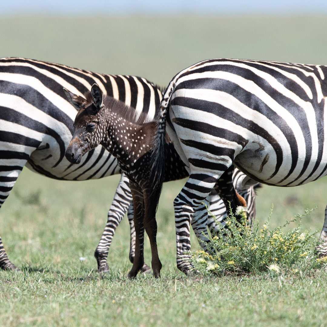 Baby Zebra è nato con punti invece che strisce – Prima volta mai registrata (+8 foto)