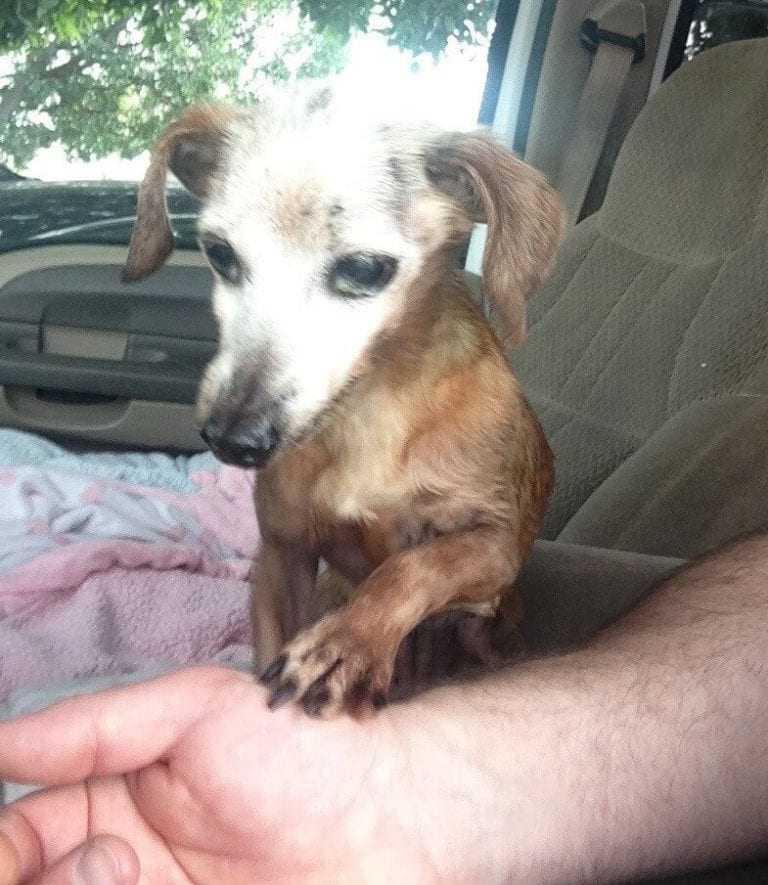 Un uomo salva un vecchio cane dalla Freeway, ma sua moglie gli dice che non possono tenerlo