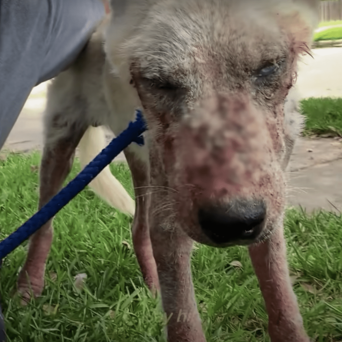 Il cane spezzato che non aveva importanza chinò la testa per la vergogna, si aggrappa strettamente alla donna