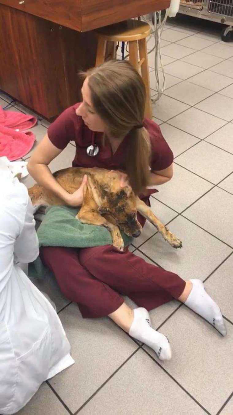 Veterinario si intrufola nel canile per dormire con un cane ferito da un incendio