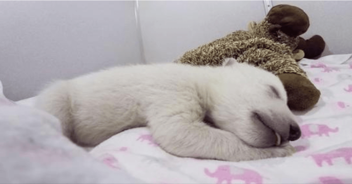 Cucciolo di orso polare abbandonato che dorme con un animale di pezza emette suoni carini