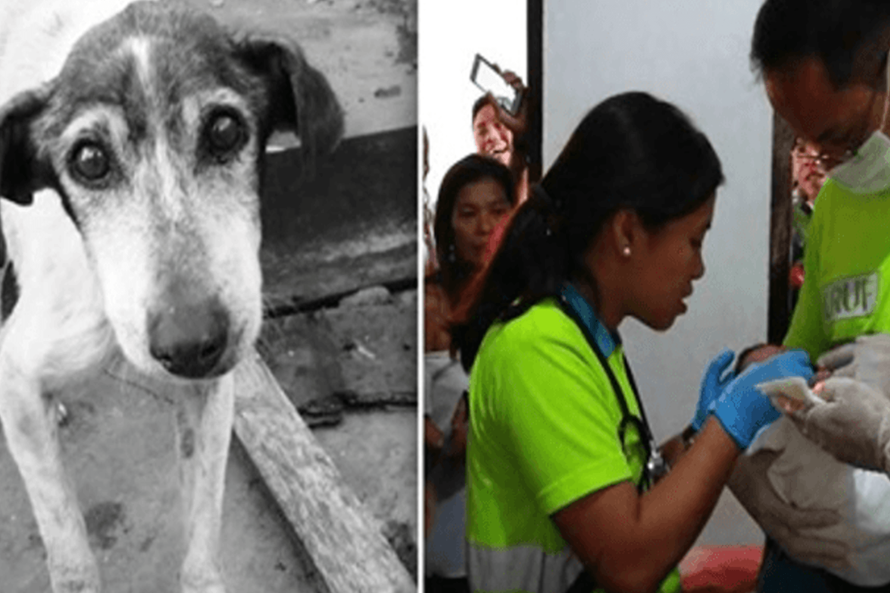 Cane randagio salva un neonato che galleggia su un mucchio di immondizia