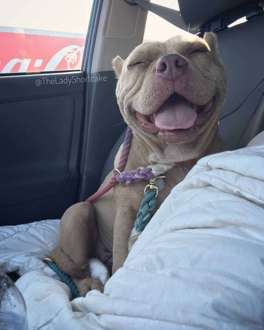 Il cane randagio Mangey non riesce a smettere di sorridere dopo essere stato salvato, ora è definito il “cane più felice del mondo”