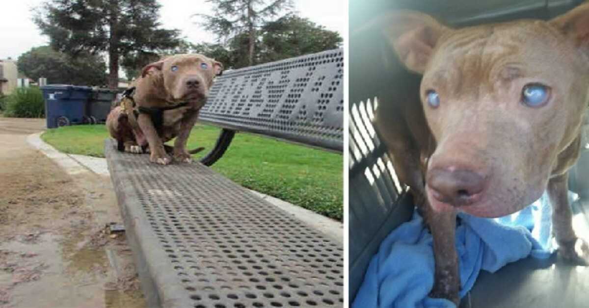 Pitbull cieco abbandonato sulla panchina del parco dopo il parto ottiene finalmente l’amore che merita