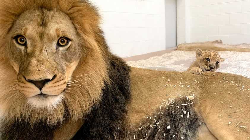 Bel filmato mostra il maestoso leone che si accovaccia per incontrare il suo cucciolo per la prima volta