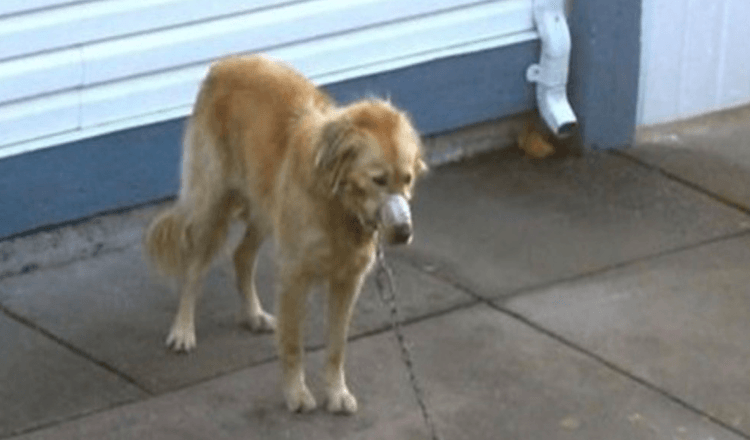 Coppia guarda mentre il Golden Retriever del vicino viene trascurato fino a quando non possono più guardare