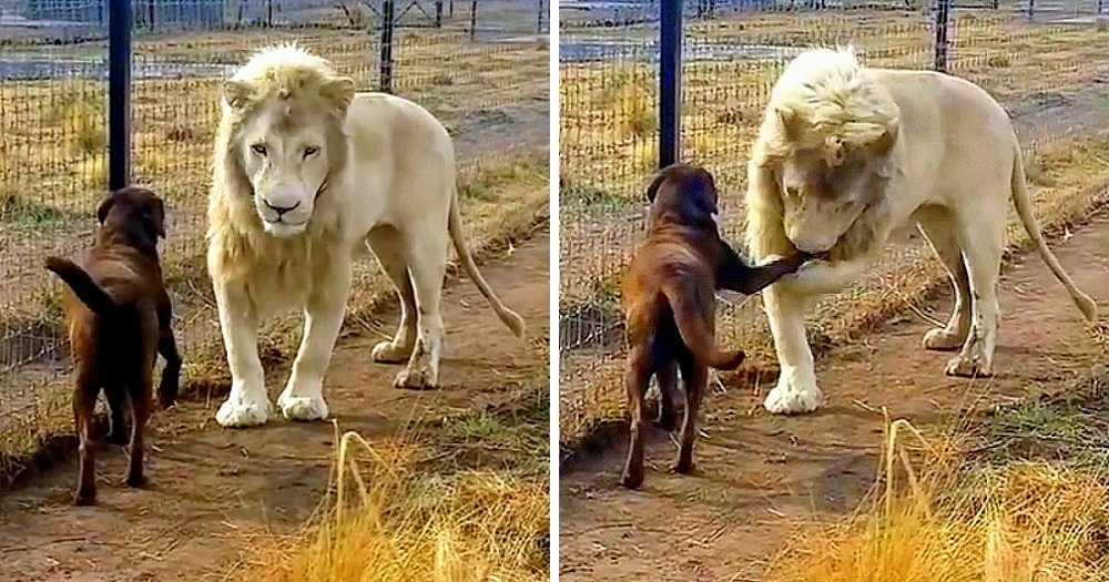 Labrador si trova faccia a faccia con un enorme leone bianco, ma il leone le afferra la gamba