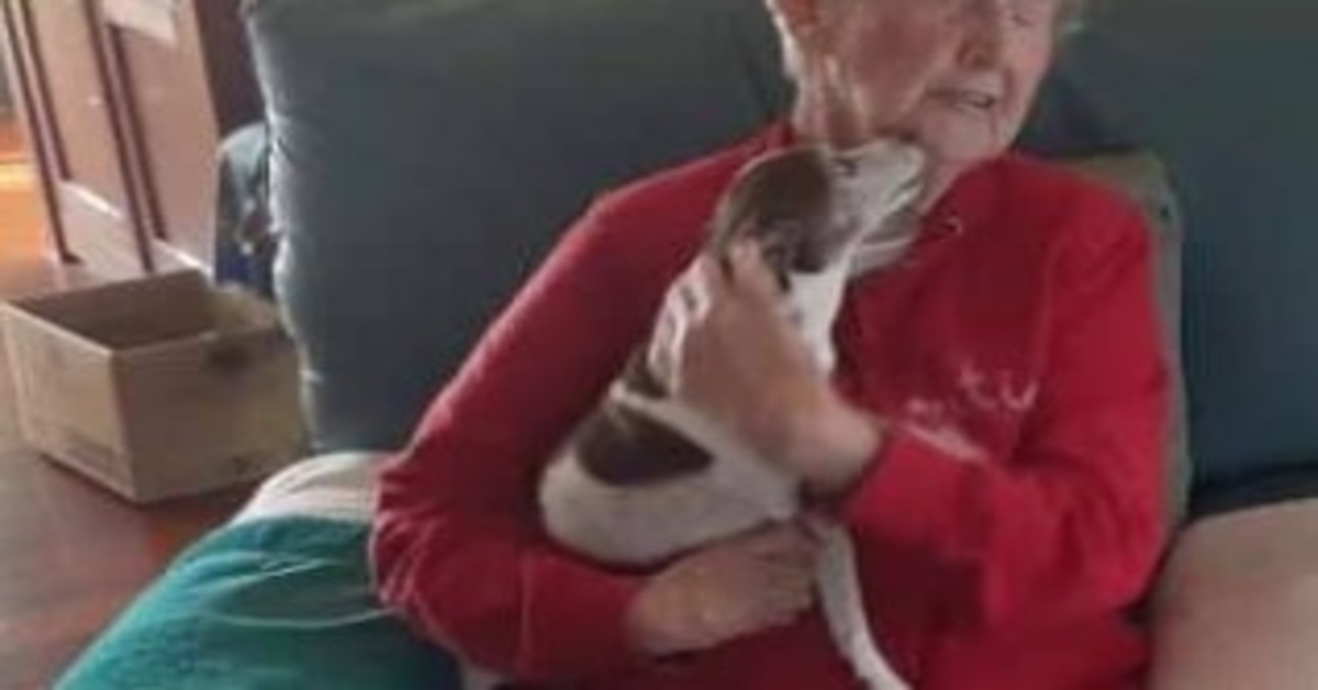 Muore il cane di una donna di 85 anni, ma nessuno le permetterà di adottare un nuovo cane