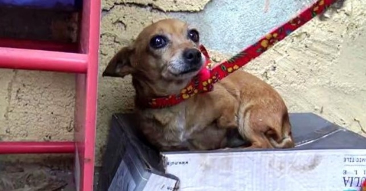 Il cane malato a 3 zampe sa che nessuno la ama, quindi dorme in una scatola da scarpe sotto la pioggia