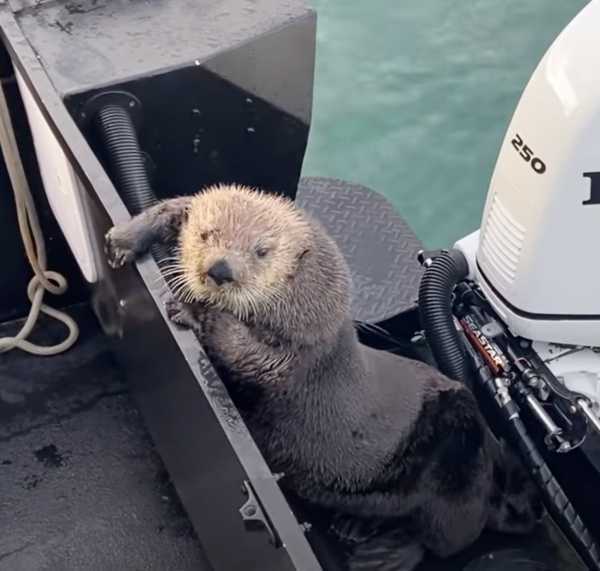 Lontra cerca rifugio sulla barca dell’uomo mentre sfugge a malapena alle fauci dell’orca assassina