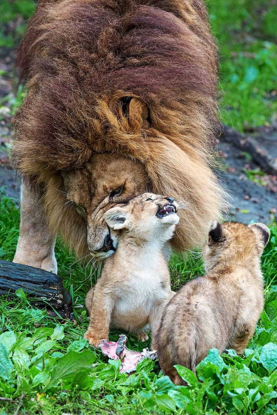 Papà leone fatica a prendersi cura di 5 cuccioli ribelli mentre la madre si riprende dall’attacco di un’altra leonessa