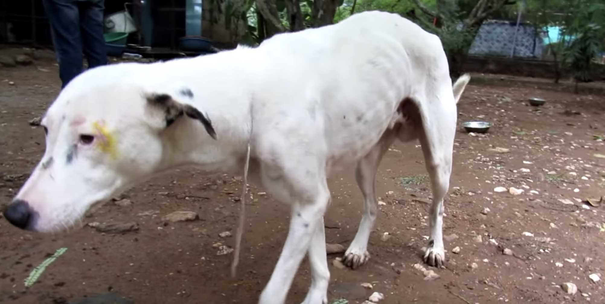 Il cane che striscia in un edificio vuoto dopo aver perso ogni speranza viene finalmente salvato!