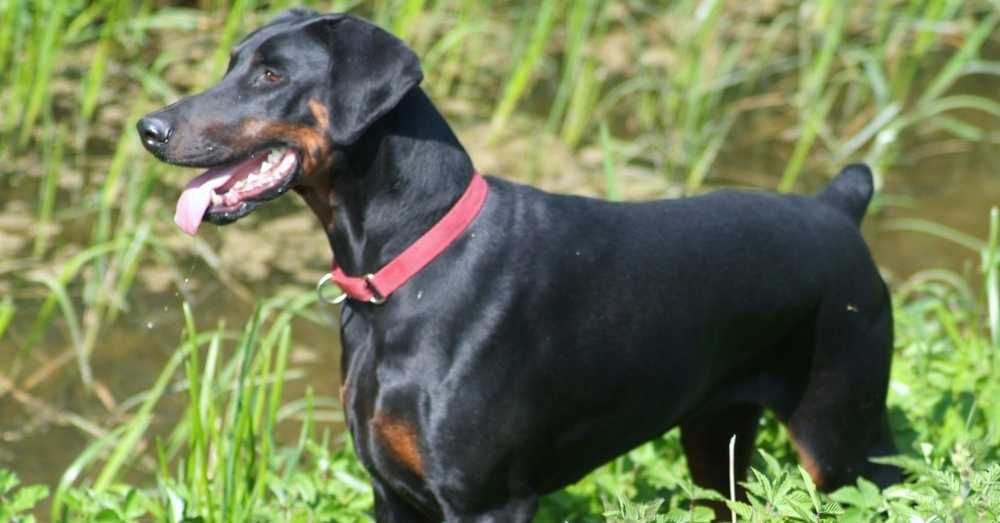 Cane che annega salvato dai delfini di passaggio