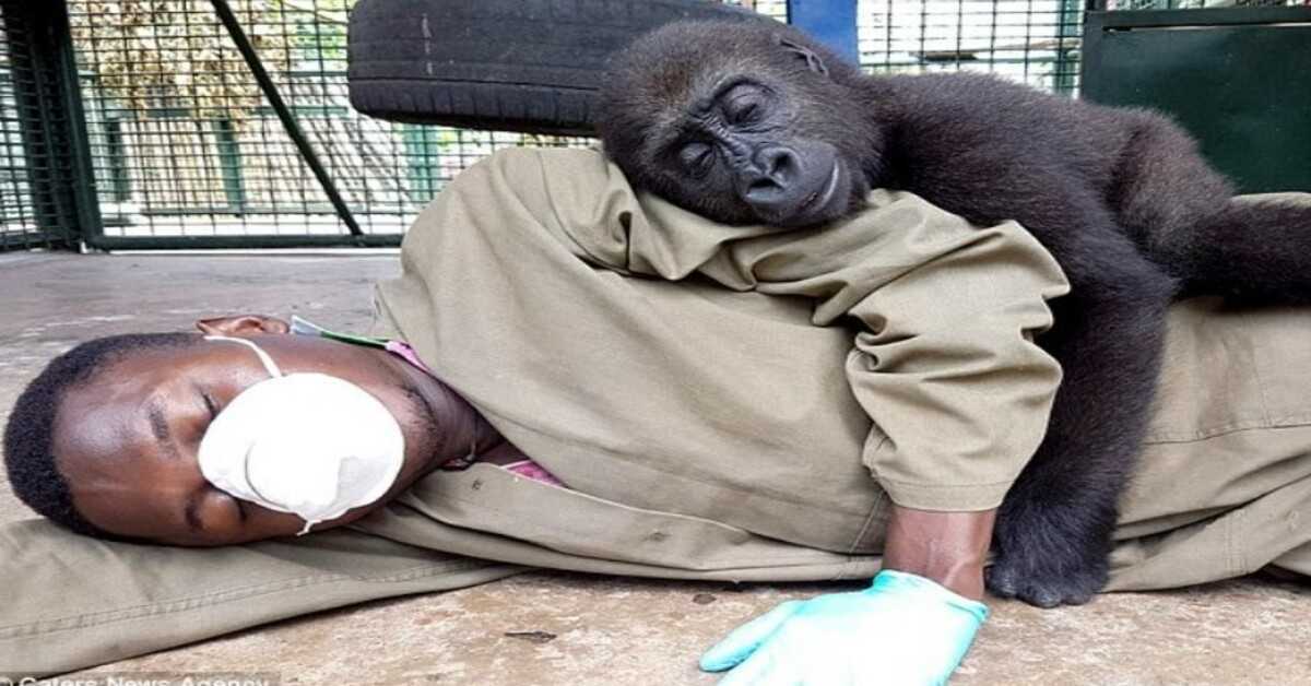 Il gorilla orfano chiede di essere coccolato dal suo assistente dopo essere stato salvato