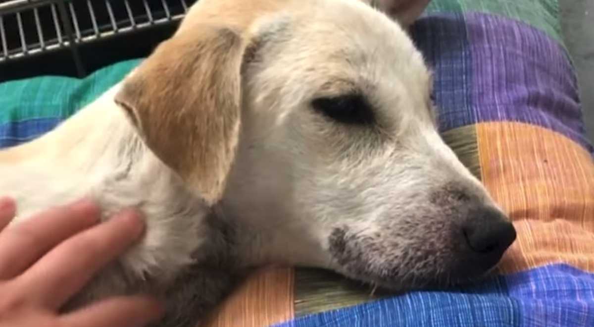 Un’auto si ferma su un cane che giace immobile in mezzo alla strada