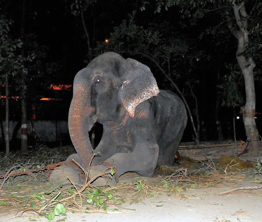 L’elefante Raju piange dopo essere stato salvato da 50 anni di sofferenze in catene