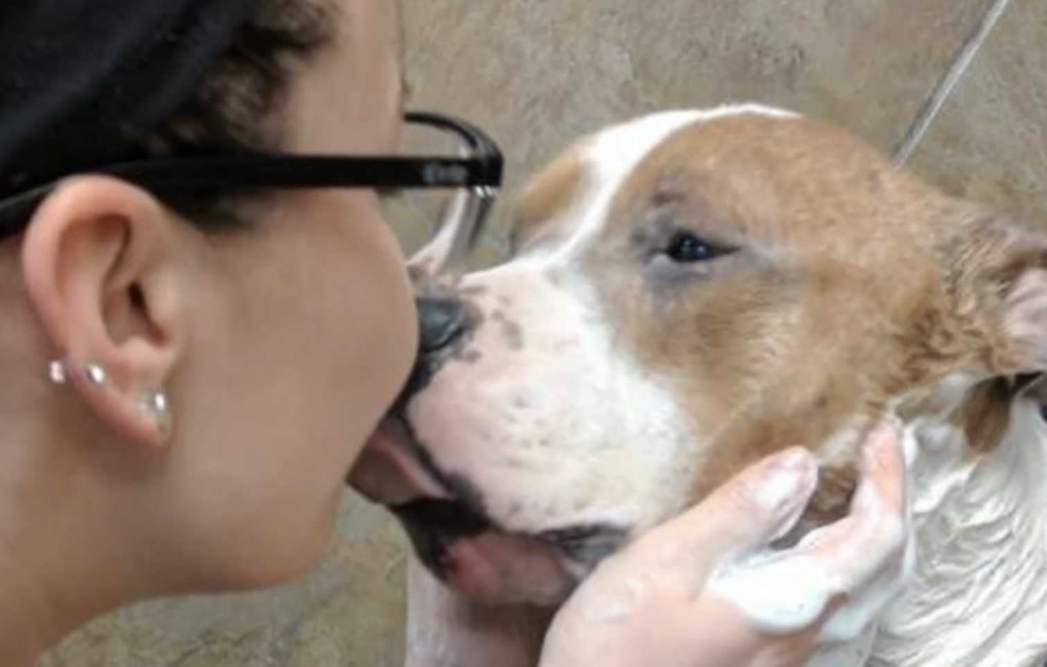 Una donna adotta un pitbull triste e il cane non riesce a smettere di abbracciarla