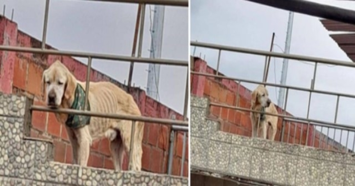 Con lo sguardo più triste e le sue ossa in vista, il cane passava le sue giornate bloccato sul tetto di una casa