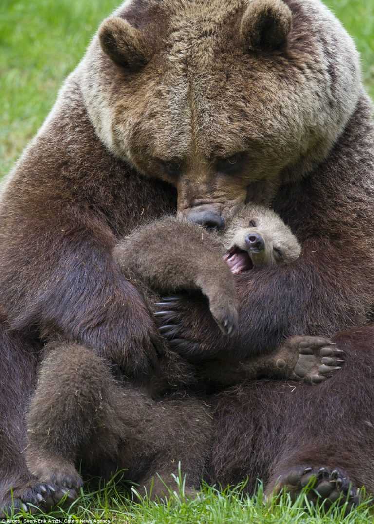 L’orso ha portato il suo cucciolo alla ragazza in modo che lei gli tirasse fuori la scheggia dalla zampa