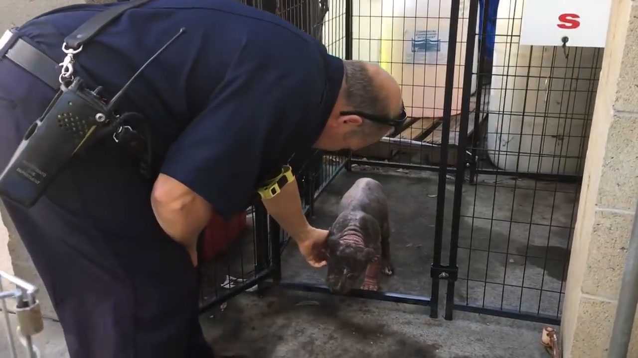 Un piccolo cucciolo di Pitbull depresso al rifugio trova la felicità dopo essere stato adottato dal vigile del fuoco che l’ha salvata