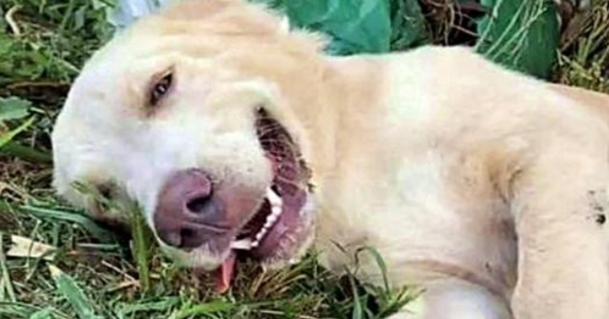 Uomo che lotta per riavere il suo cane dopo che il rifugio lo ha adottato da un’altra famiglia