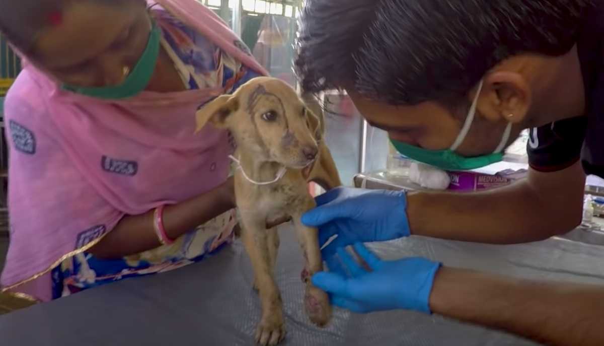 Il piccolo cucciolo ha spinto la testa vicino al fratello immobile che voleva che giocasse