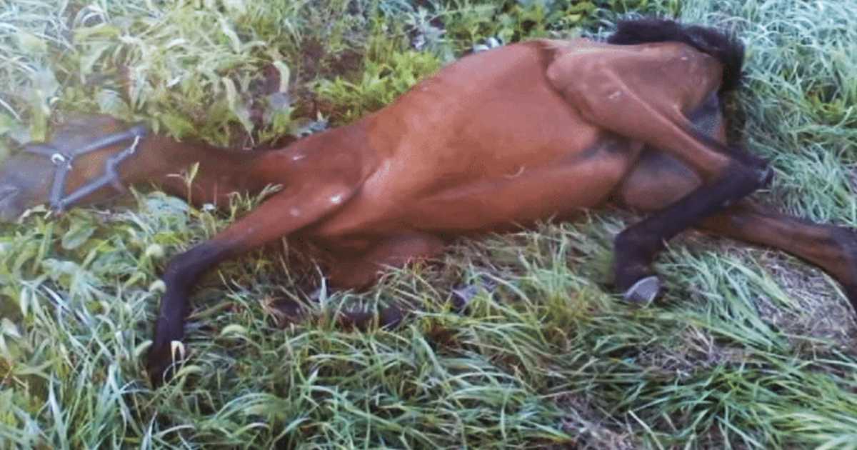 Cavallo affamato trovato in un fosso da un adolescente, poi la vita non è più come prima