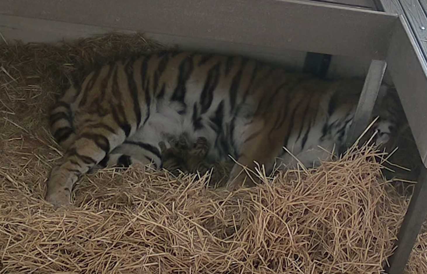 Tigre dà alla luce 3 cuccioli allo zoo di Toronto dopo 104 giorni di gravidanza: è una madre esemplare