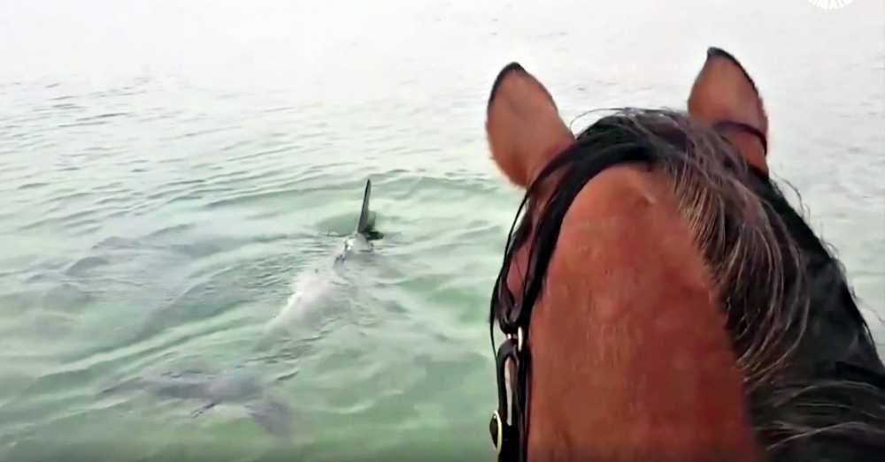 Cavallo catturato in un video virale che trottava nell’oceano per incontrare i delfini