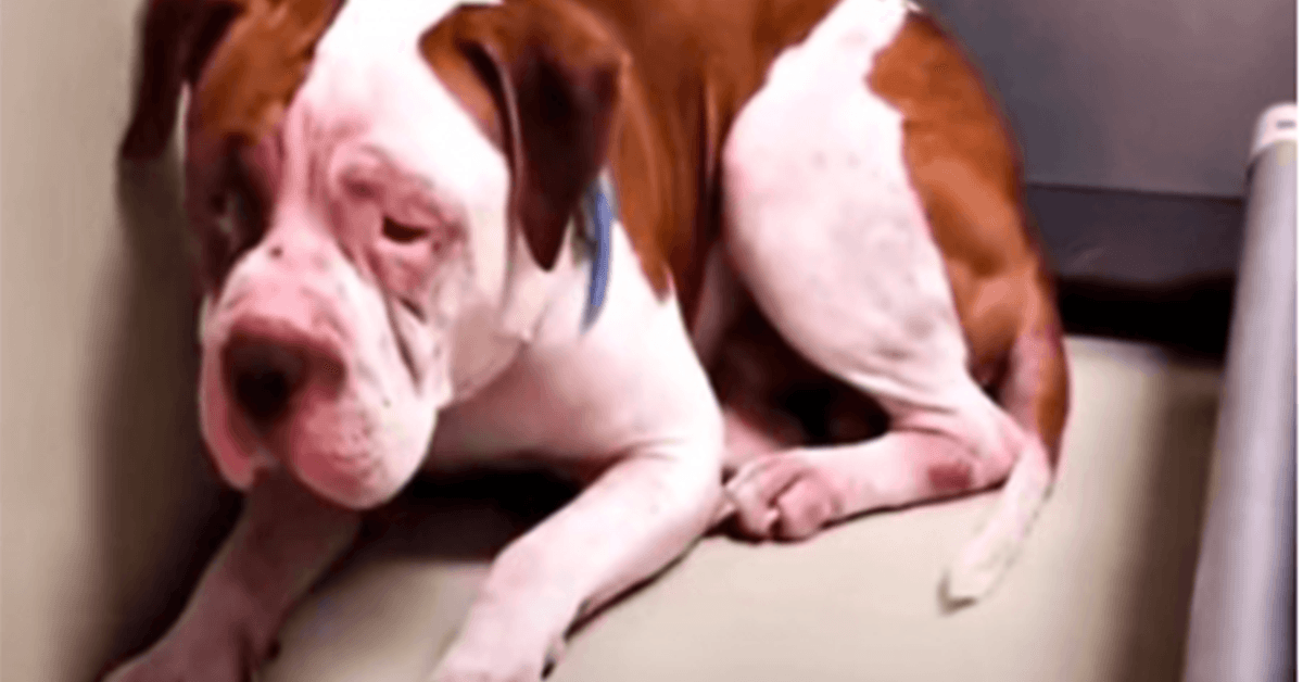 Shaking Pit Bull non lascerà l’angolo del rifugio, ha sentito una voce e si è fatto avanti