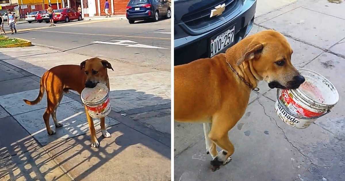 Cane randagio assetato raccoglie e svuota il secchio e implora le persone per l’acqua