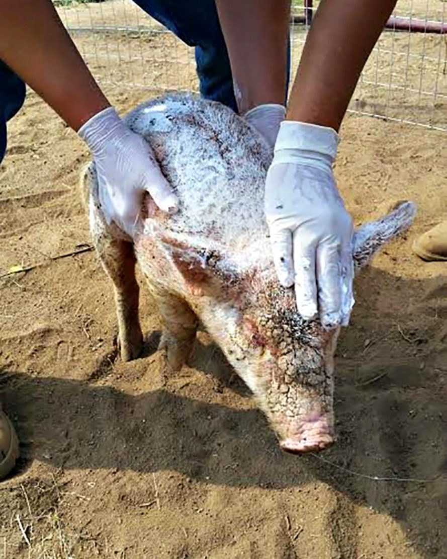 Il maialino maltrattato gettato al rifugio per animali ha una trasformazione soprannaturale