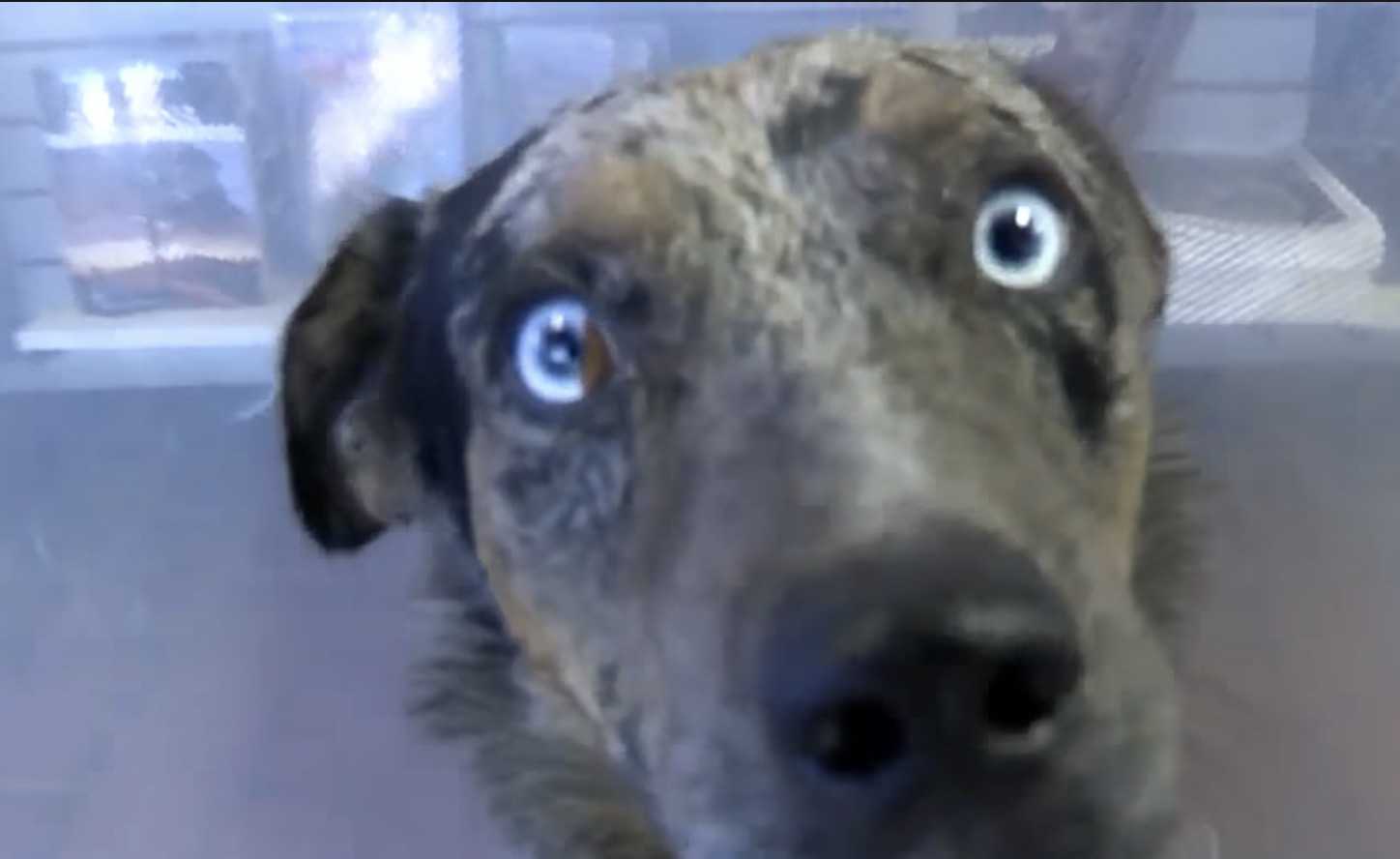 Cane con due zampe rotte barcolla fino alla remota stazione dei ranger del parco in cerca di aiuto