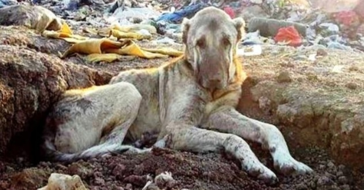 Cane malato gettato in discarica per essere “inutile” sepolto nella spazzatura e aspetta di morire